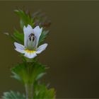 Gemeiner Augentrost (Euphrasia officinalis)......