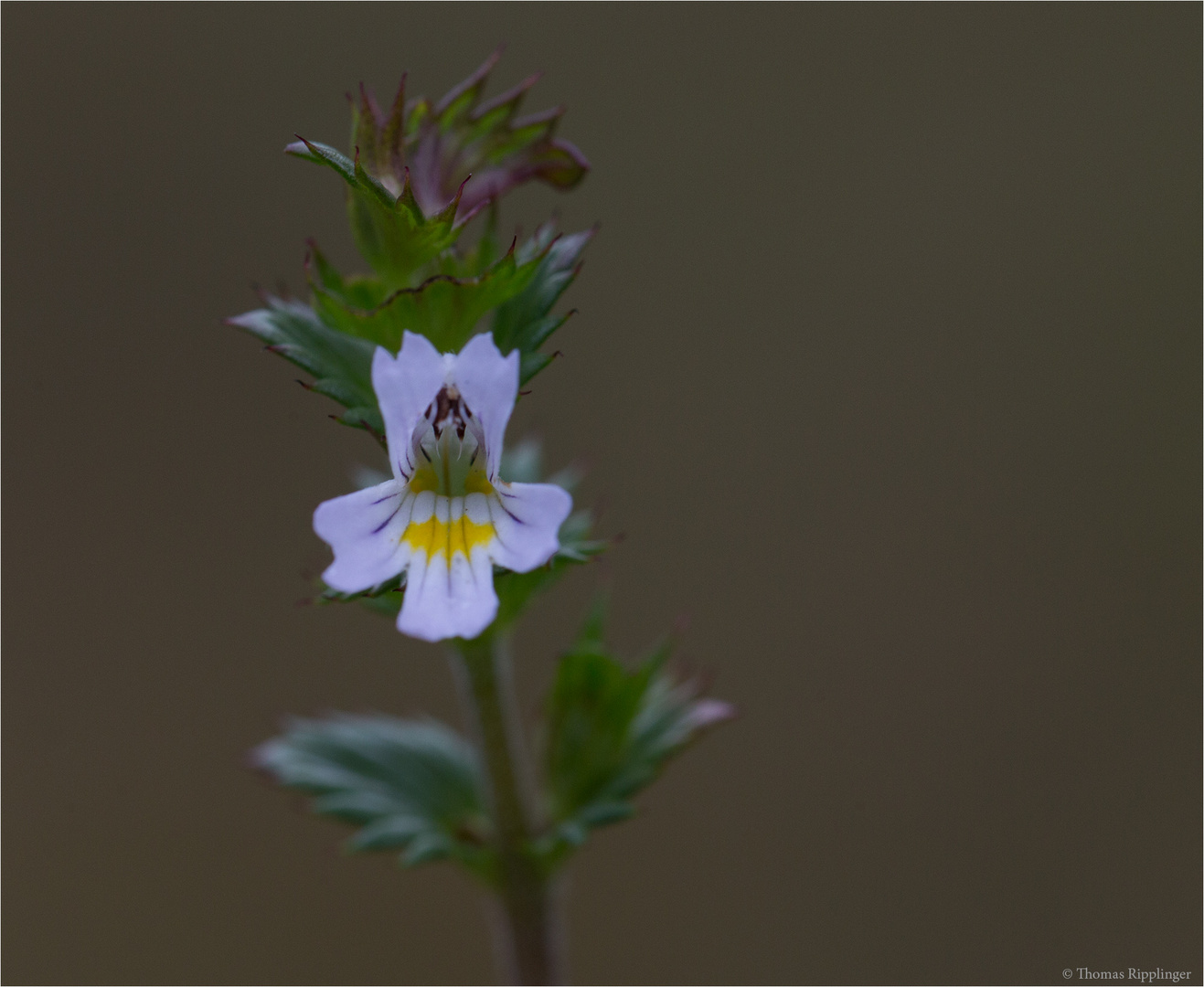 Gemeiner Augentrost (Euphrasia officinalis)..