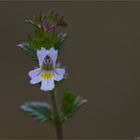 Gemeiner Augentrost (Euphrasia officinalis)..