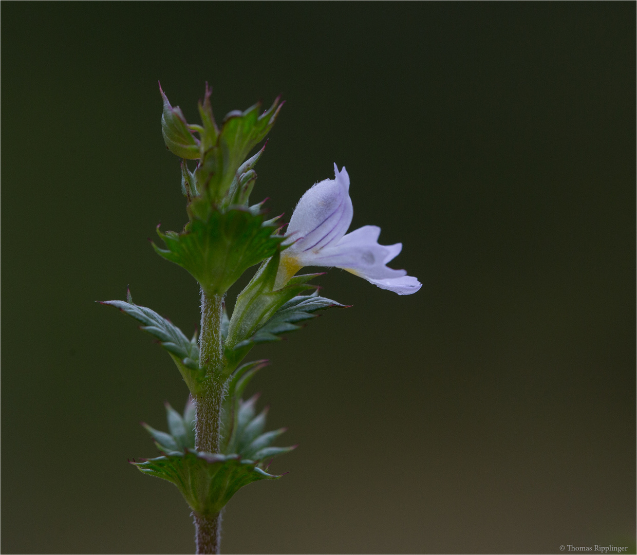 Gemeiner Augentrost (Euphrasia officinalis).