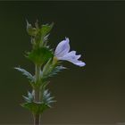 Gemeiner Augentrost (Euphrasia officinalis).