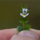 Gemeiner Augentrost (Euphrasia officinalis).....