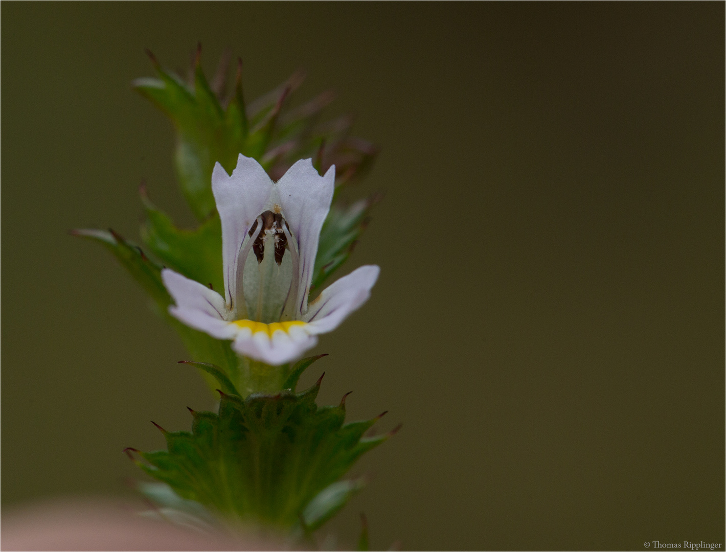 Gemeiner Augentrost (Euphrasia officinalis)........