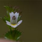 Gemeiner Augentrost (Euphrasia officinalis)........