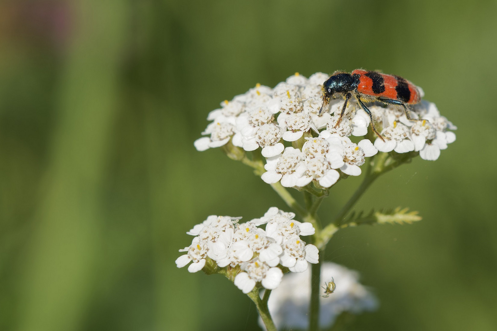 Gemeiner Bienenbär