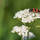 Gemeiner Bienenbär