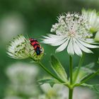 Gemeiner Bienenkäfer 1