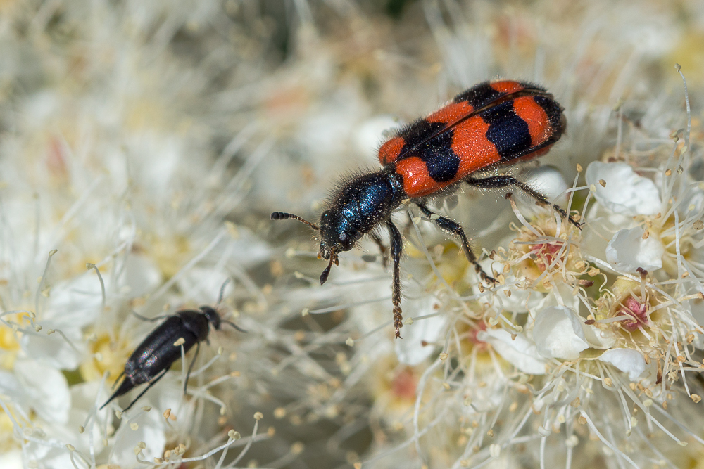 Gemeiner Bienenkäfer