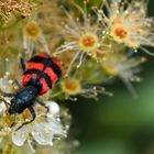 Gemeiner Bienenkäfer