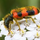 Gemeiner Bienenkäfer