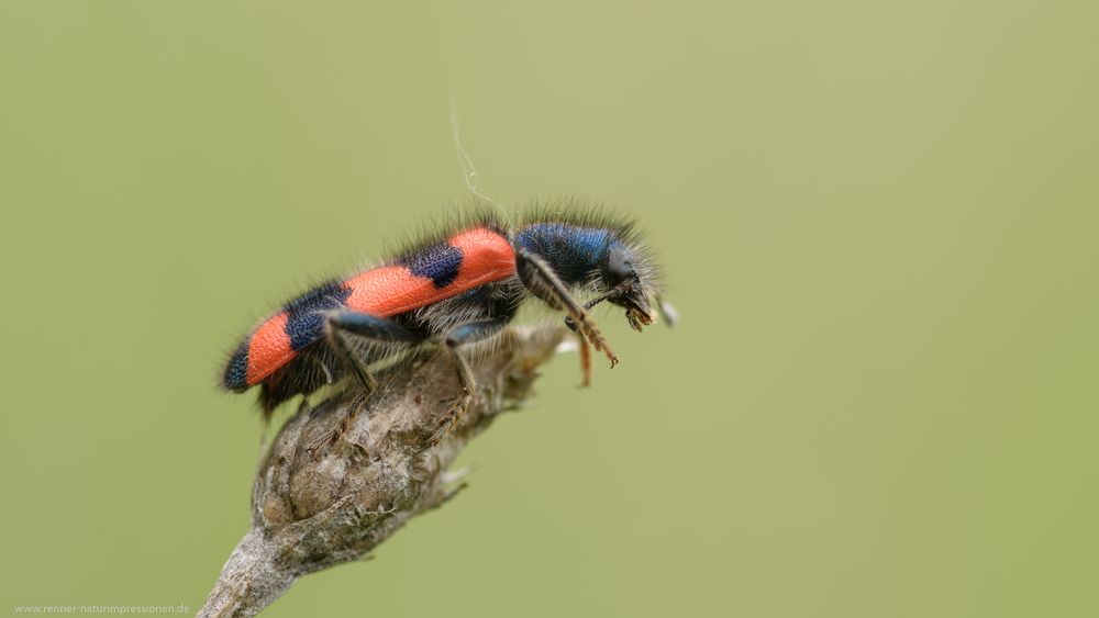 Gemeiner Bienenkäfer..