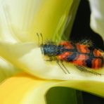 Gemeiner Bienenkäfer -  3D Intertlaced Bild an einem Polfilter Monitor oder 3D TV anschauen.