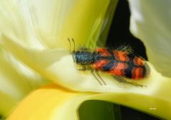 Gemeiner Bienenkäfer -  3D Intertlaced Bild an einem Polfilter Monitor oder 3D TV anschauen.