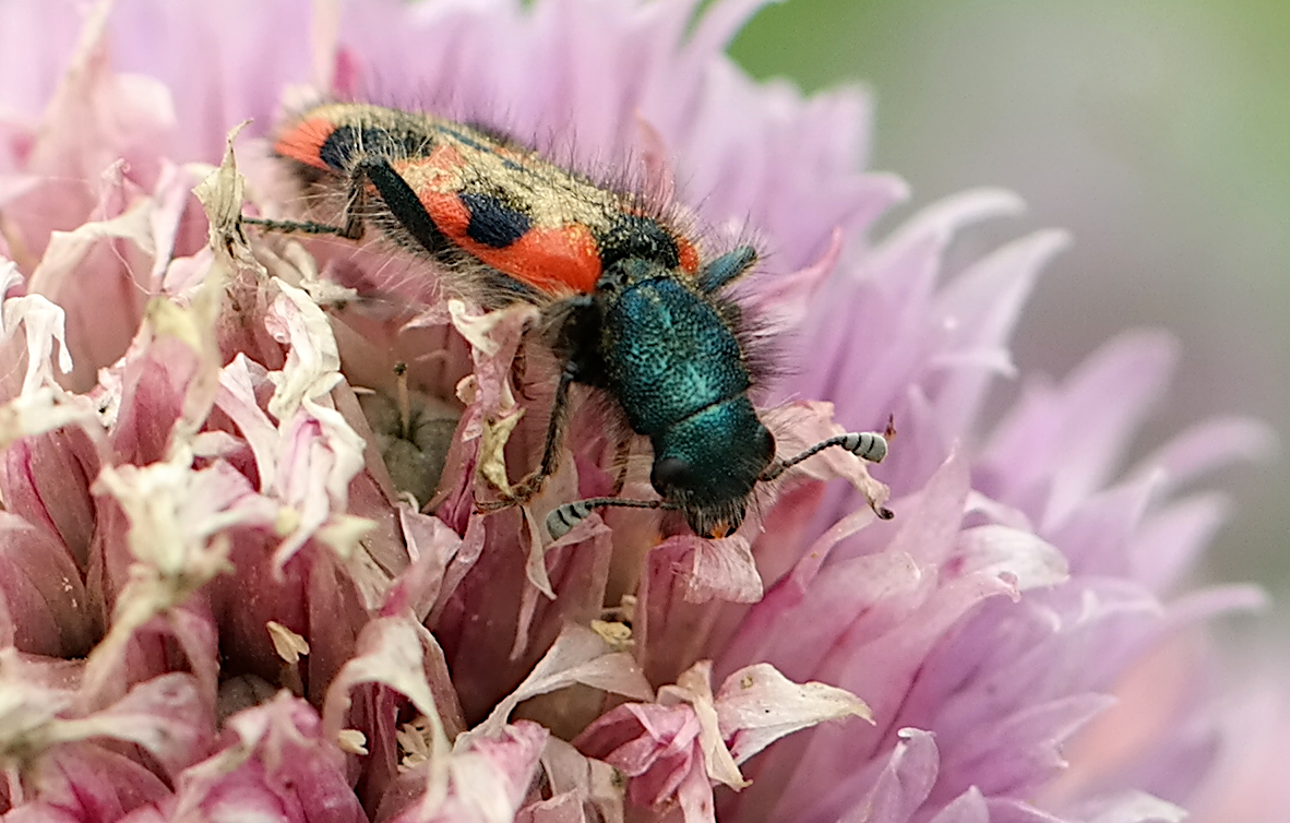 gemeiner Bienenkäfer