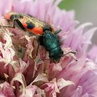 gemeiner Bienenkäfer