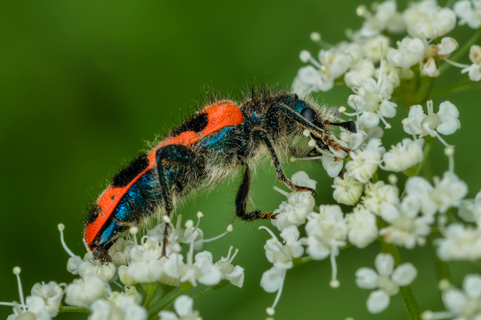 Gemeiner Bienenkäfer