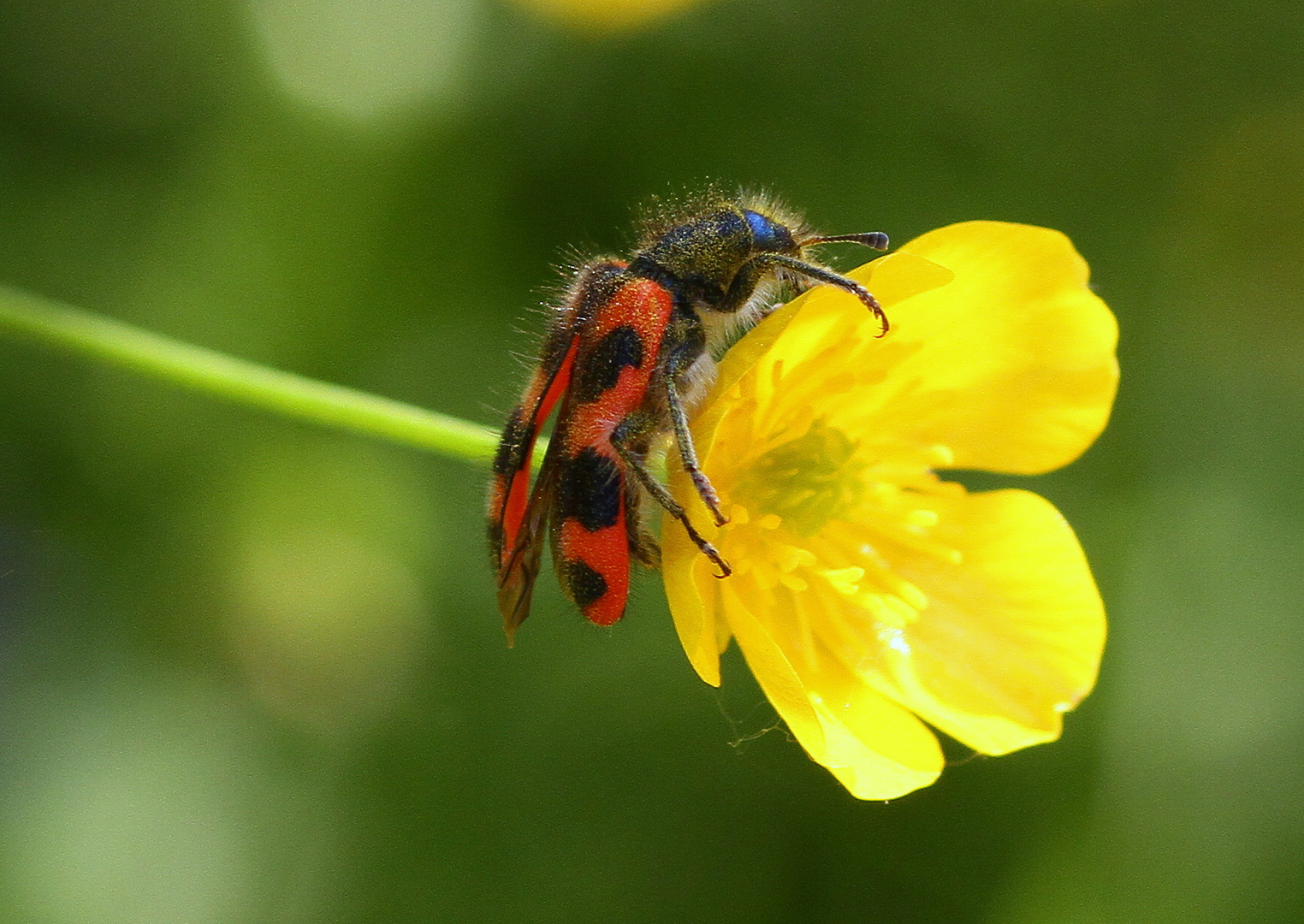 Gemeiner Bienenkäfer