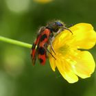 Gemeiner Bienenkäfer