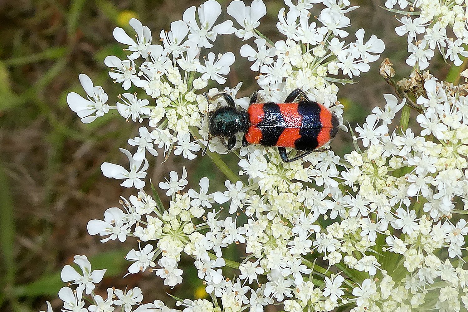 Gemeiner Bienenkäfer