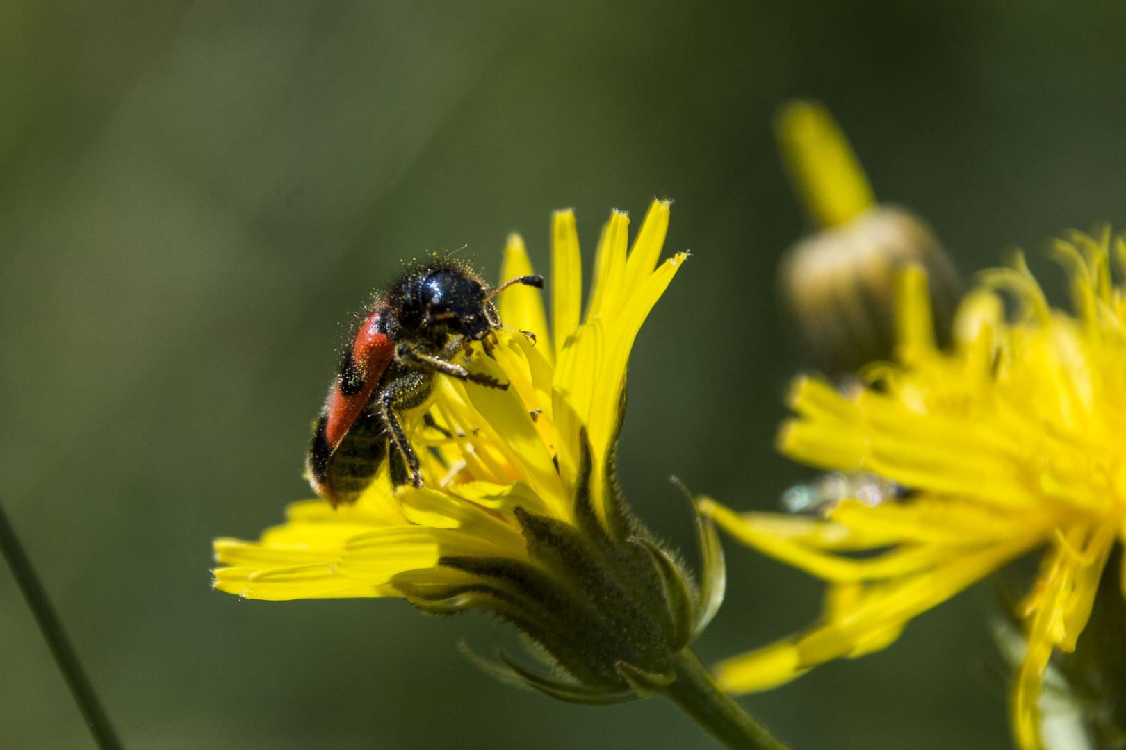 Gemeiner Bienenkäfer