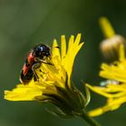 Gemeiner Bienenkäfer