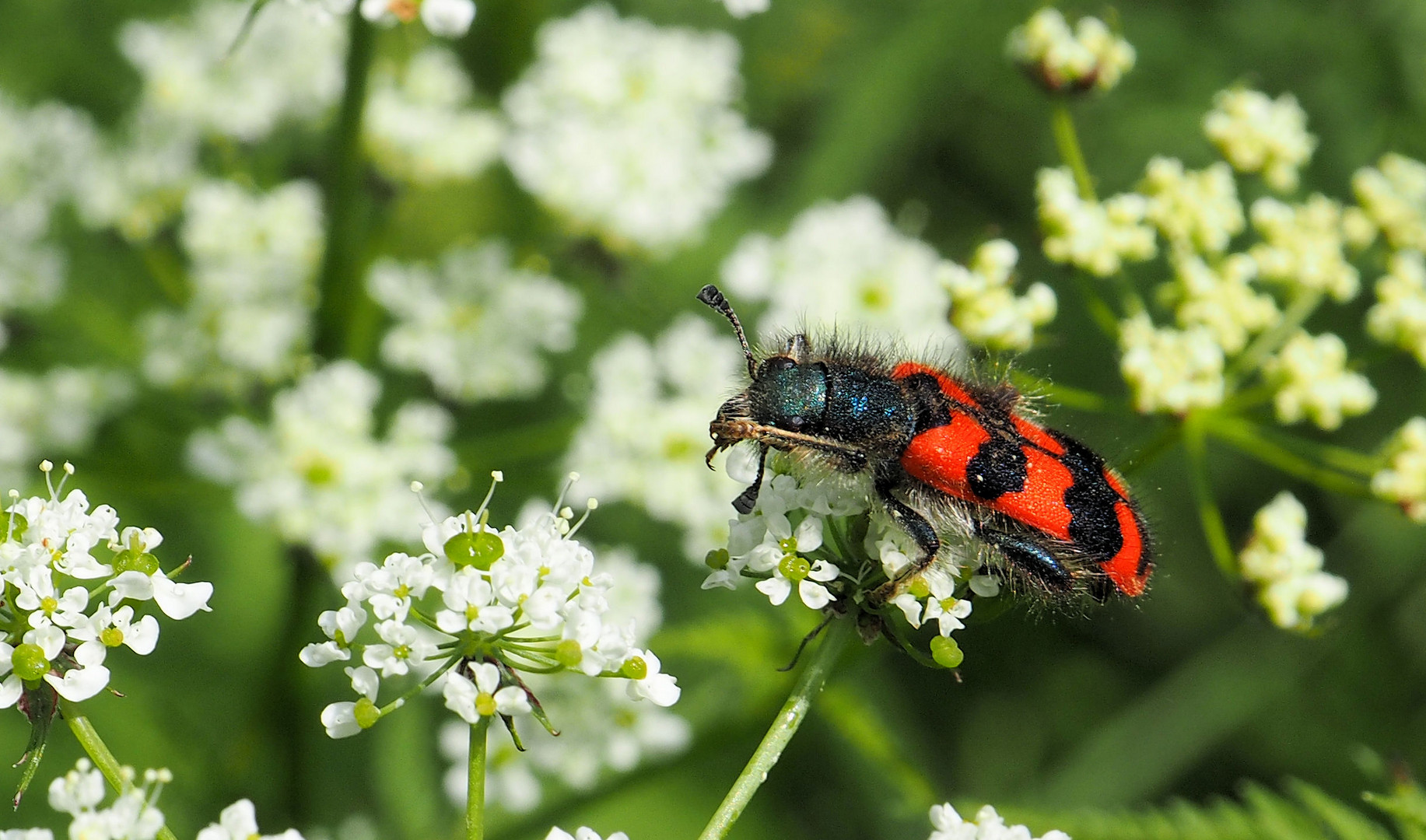 Gemeiner Bienenkäfer ....