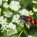 Gemeiner Bienenkäfer ....