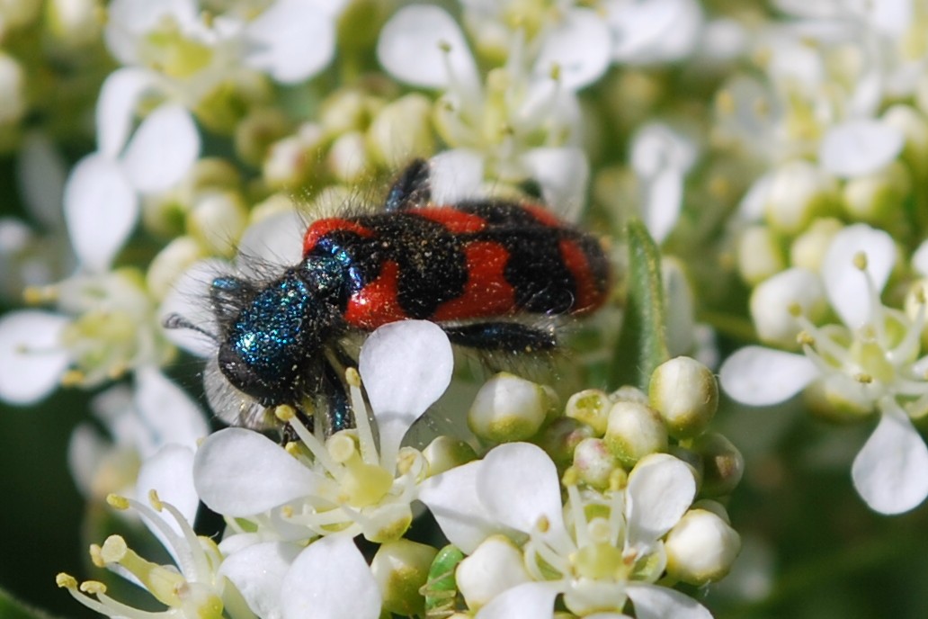 gemeiner Bienenkäfer