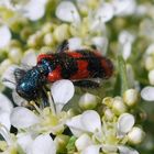 gemeiner Bienenkäfer