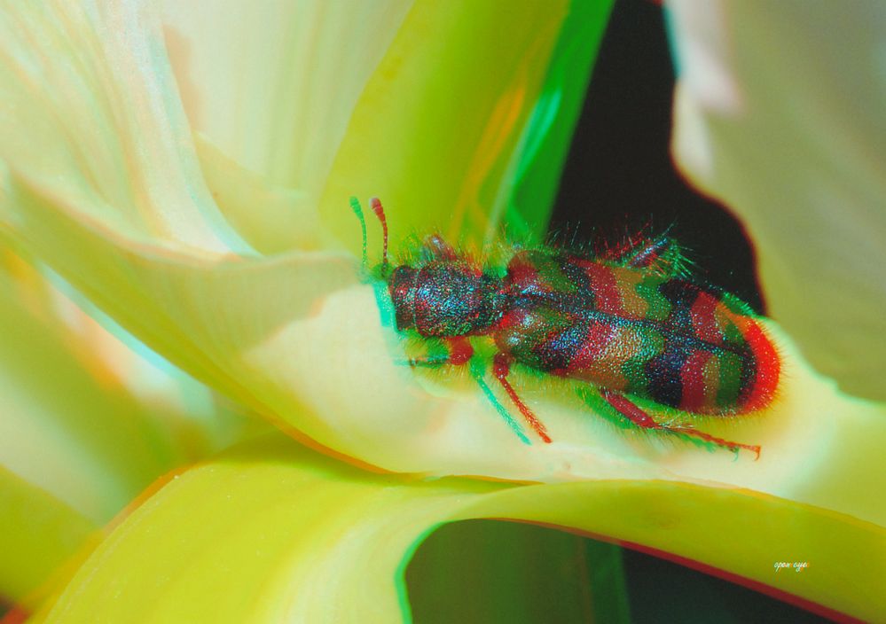 Gemeiner Bienenkäfer