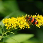 Gemeiner Bienenkäfer