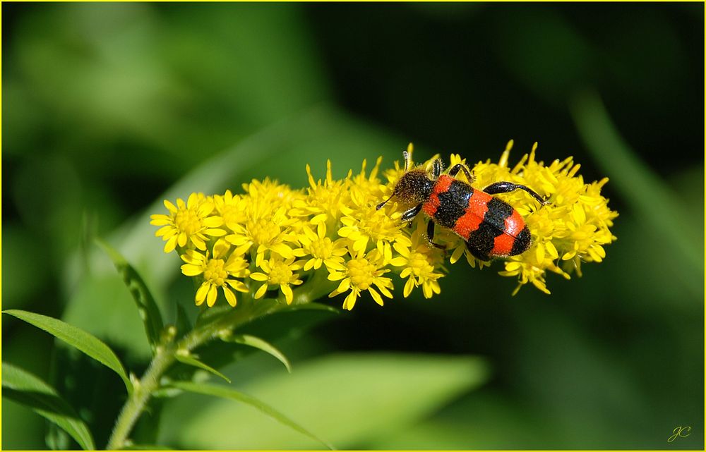 Gemeiner Bienenkäfer