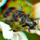 Gemeiner Bienenkäfer - Anaglyphe