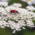 Gemeiner Bienenkäfer auf der wilden Möhre