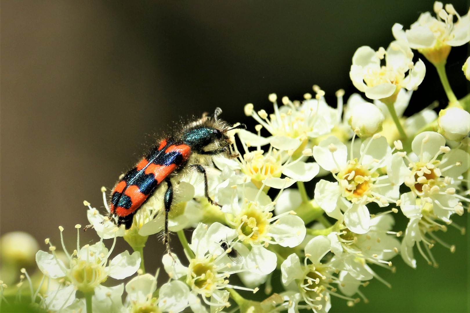 Gemeiner Bienenkäfer bei der Arbeit