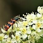 Gemeiner Bienenkäfer bei der Arbeit