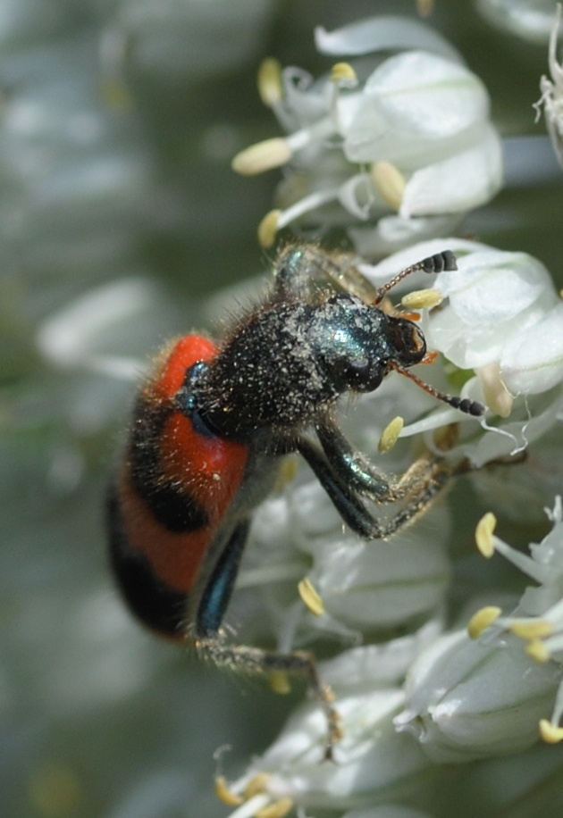 Gemeiner Bienenkäfer, Bienenwolf 