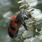 Gemeiner Bienenkäfer, Bienenwolf 