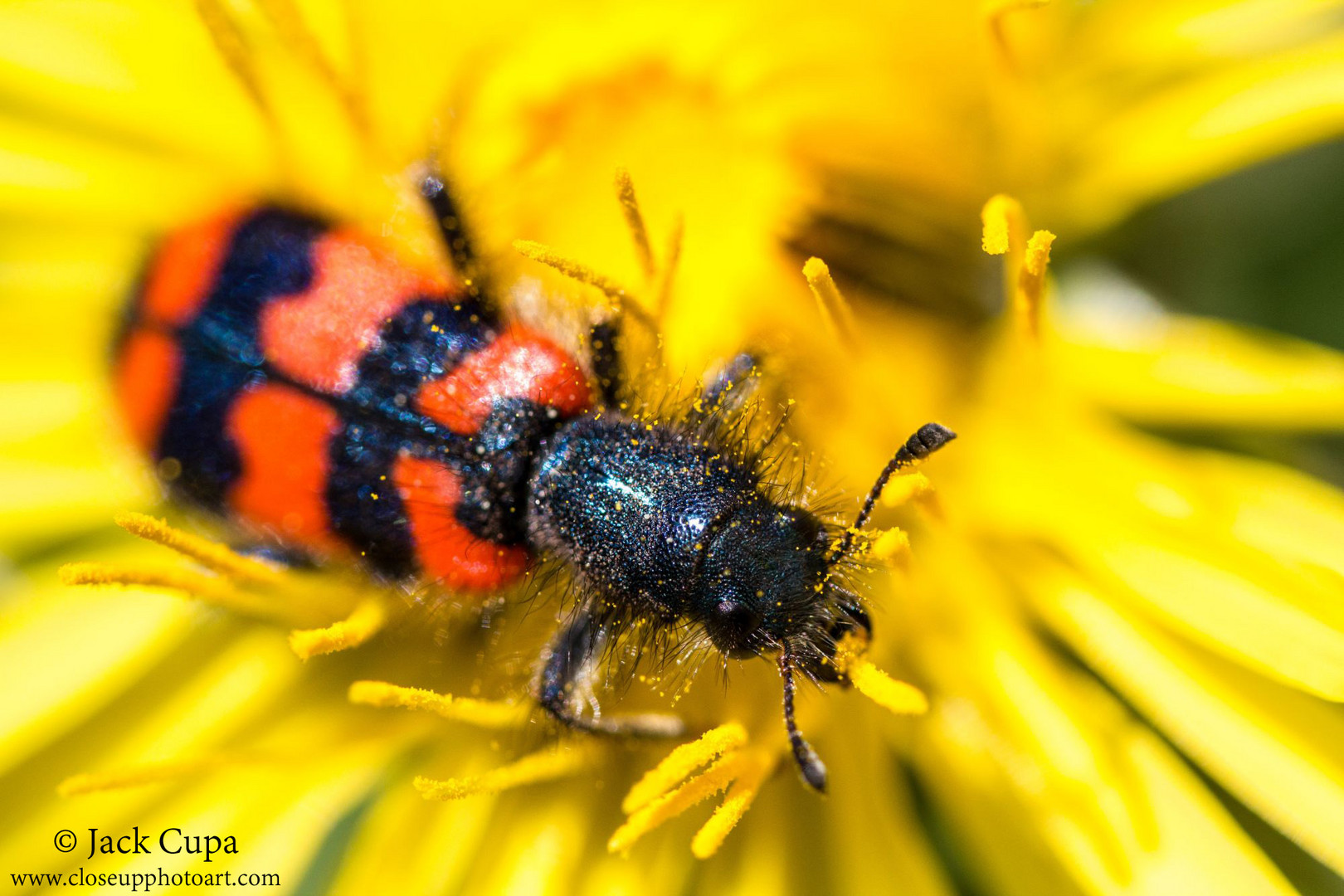 Gemeiner Bienenkäfer