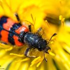 Gemeiner Bienenkäfer