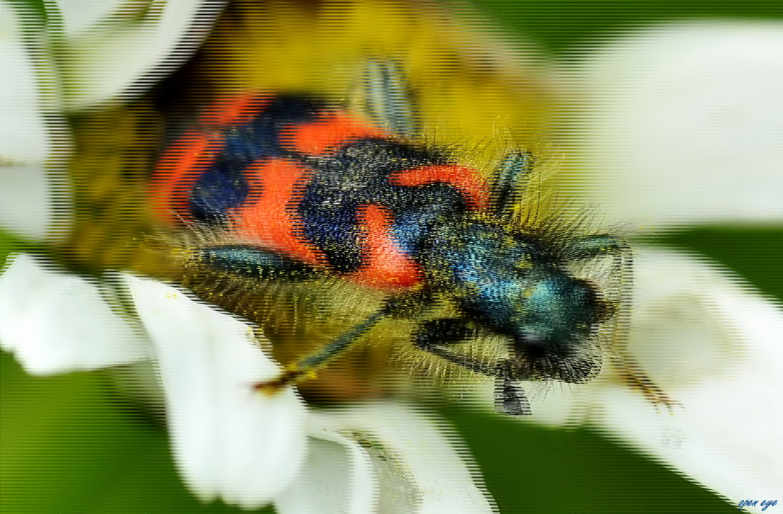 Gemeiner Bienenkäfer 