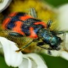 Gemeiner Bienenkäfer 