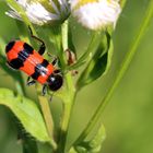 Gemeiner Bienenkäfer