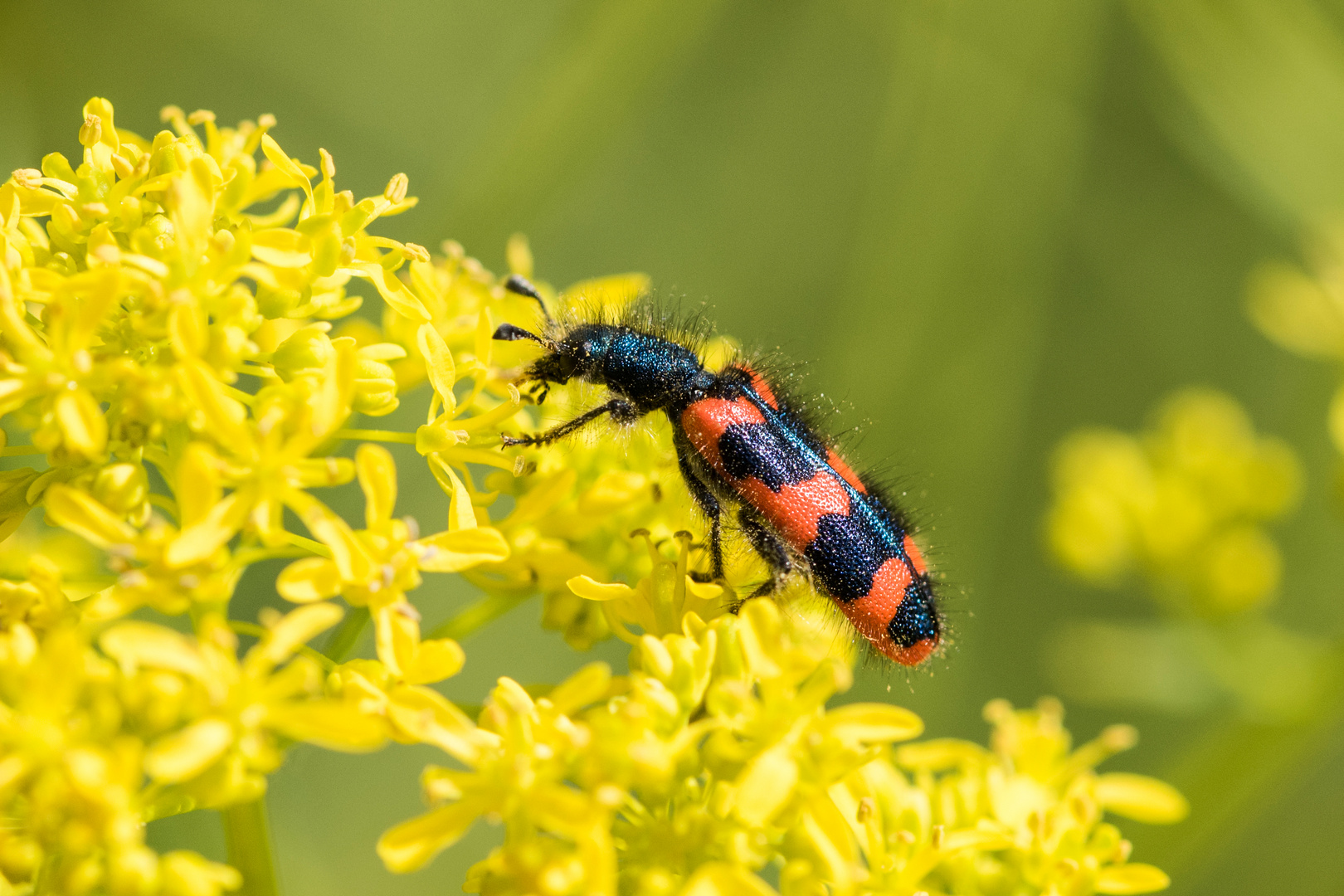 Gemeiner Bienenkäfer