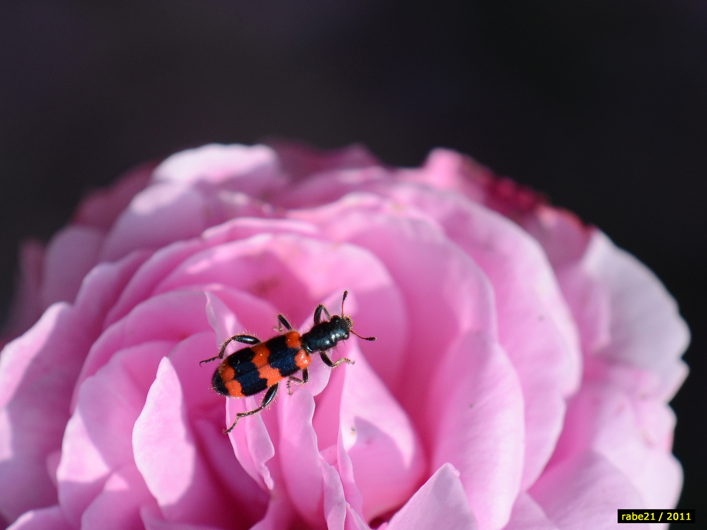 Gemeiner Bienenkäfer