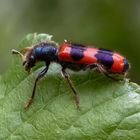 Gemeiner Bienenkäfer