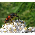 Gemeiner Bienenkäfer I