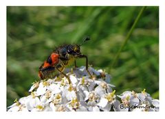 Gemeiner Bienenkäfer I