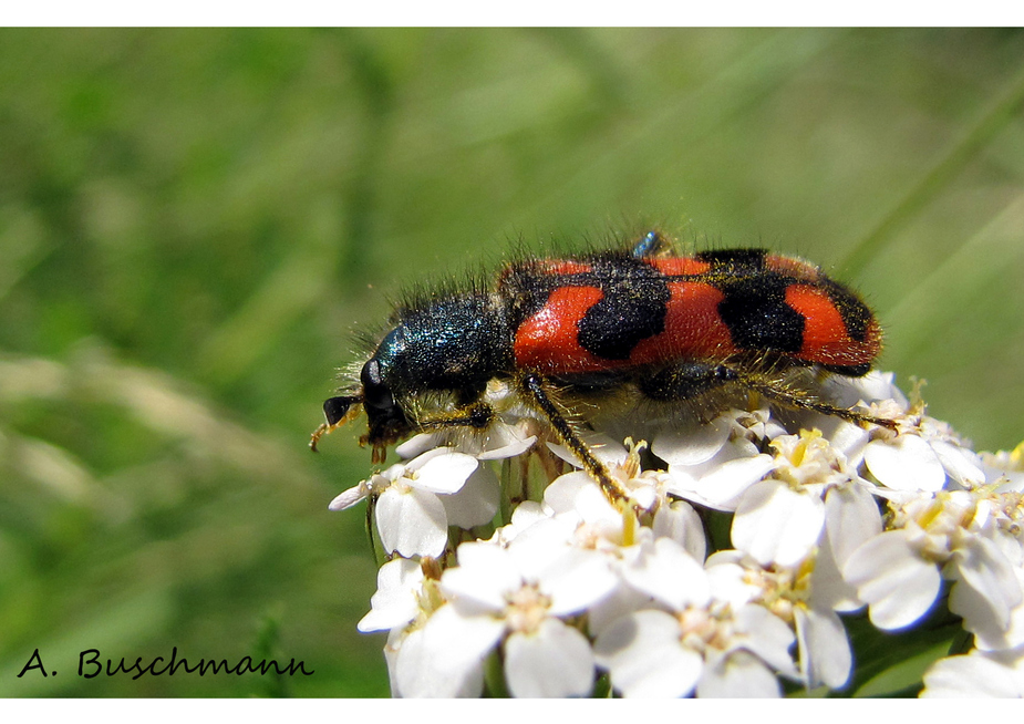 Gemeiner Bienenkäfer II