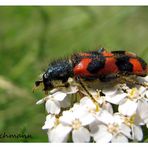 Gemeiner Bienenkäfer II